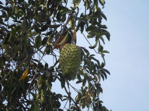guanabana fruit