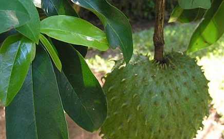 Guanabana fruit