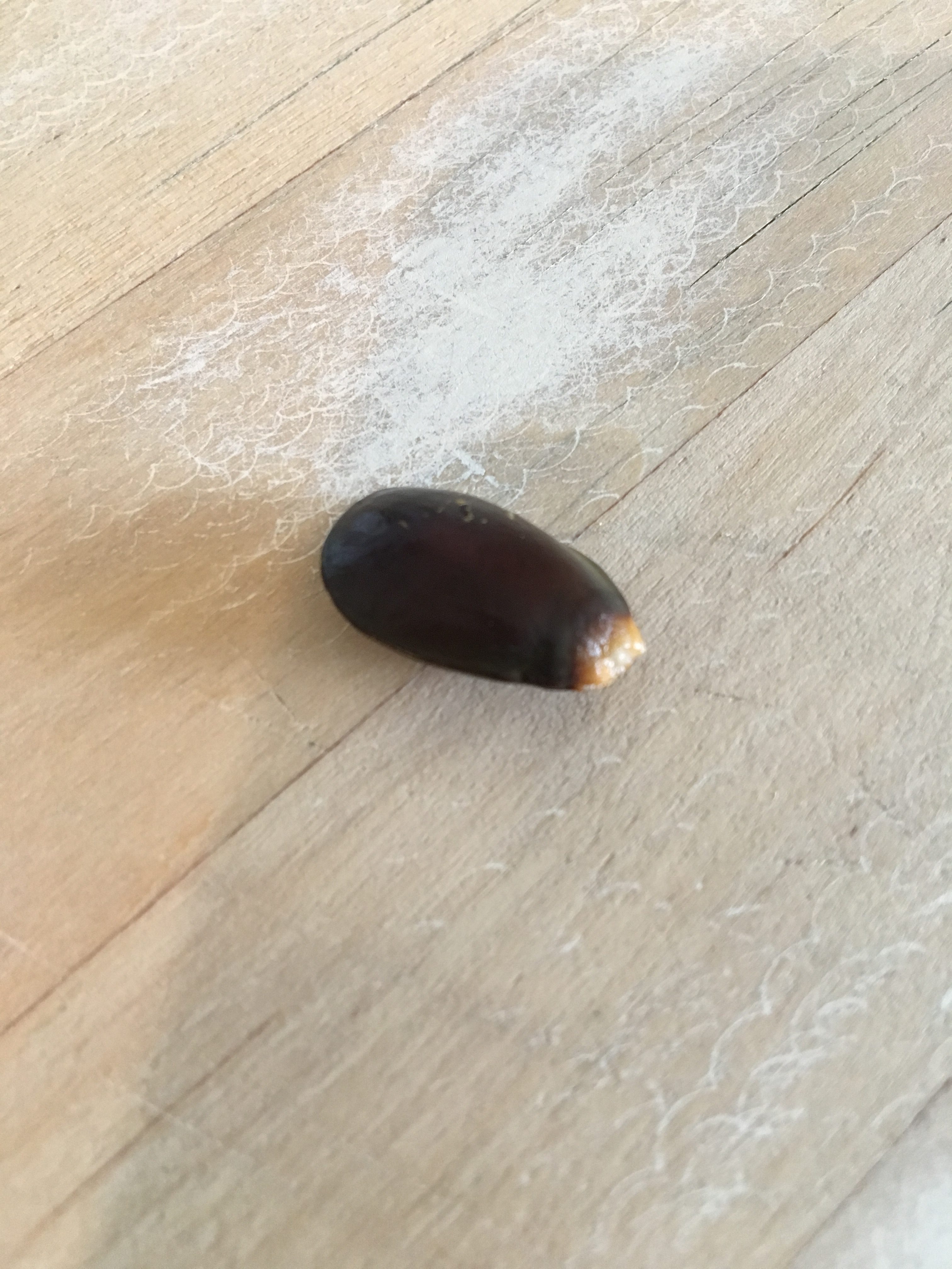 Gfruit - soursop seed