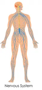 soursop impact on nervous system