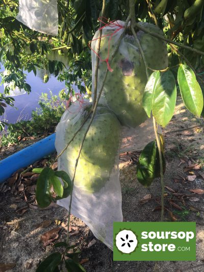 soursop fruit on tree